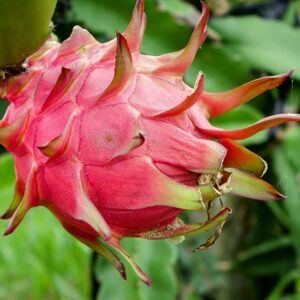 পাহাড়ী দেশী ড্রাগন ফল (এক কেজি)