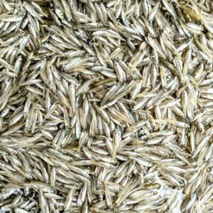 কাপ্তাই লেকের কাচকি মাছ