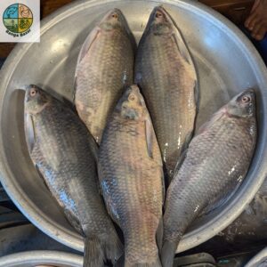 কাপ্তাই লেকের কালবাউশ মাছ