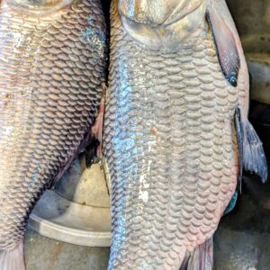 কাপ্তাই লেকের বড় কাতাল মাছ (এক পিসে দশ কেজির বেশি)