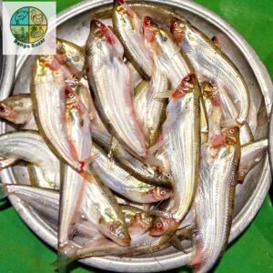 কাপ্তাই লেকের পাবদা মাছ