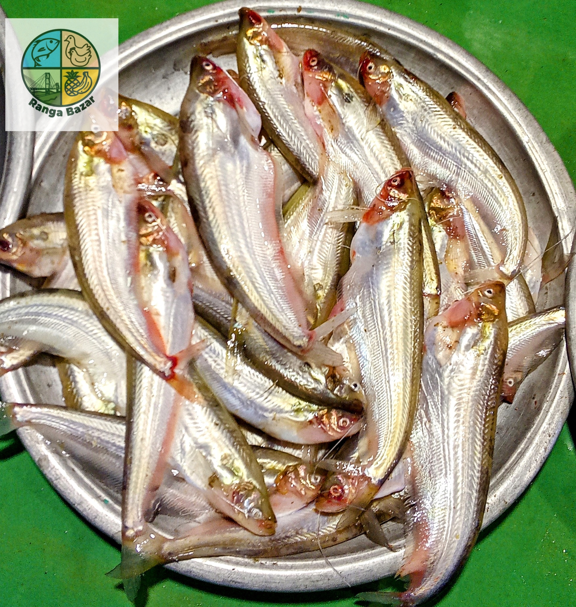 কাপ্তাই লেকের পাবদা মাছ