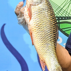 কাপ্তাই লেকের বড় রুই মাছ
