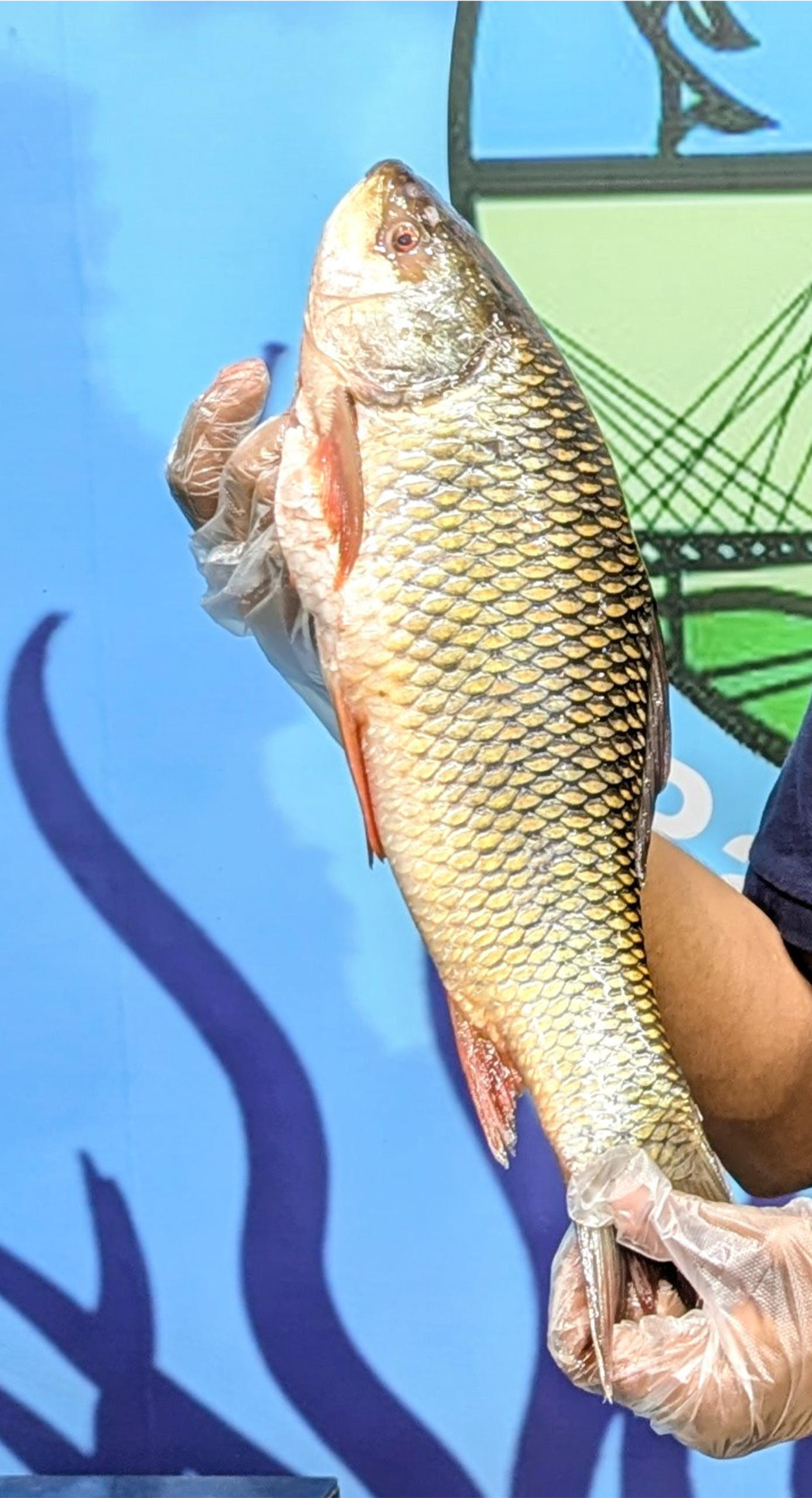 কাপ্তাই লেকের বড় রুই মাছ